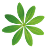 Waldmeister